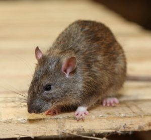 Trade body issues guide to food sector for tackling rats