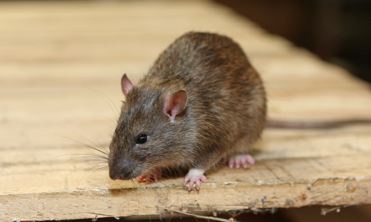 Trade body issues guide to food sector for tackling rats
