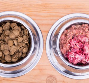 Study reveals dog food as major source of multidrug-resistant bacteria 