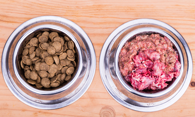 Study reveals dog food as major source of multidrug-resistant bacteria 