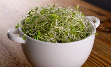 red clover sprouts in a bowl