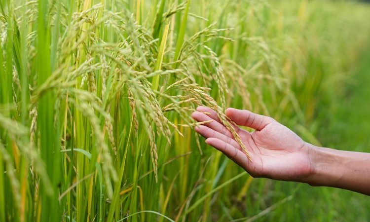rice analysis