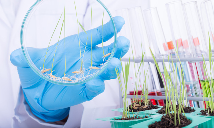 Scientists optimise prime editing for rice and wheat