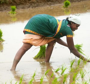 rice farming India