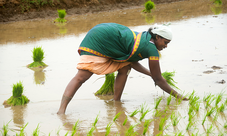 rice farming India