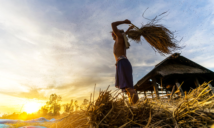 FAO and Rabobank partner to make food systems more sustainable