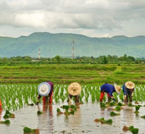 Climate-smart rice production is key for global food security, says report