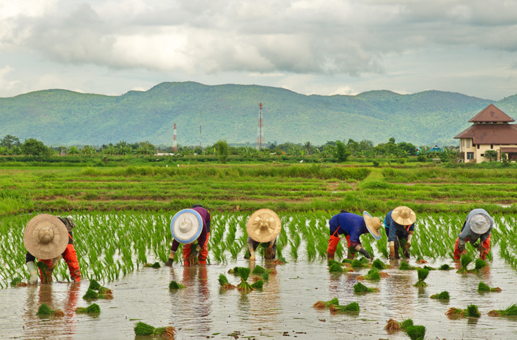 Climate-smart rice production is key for global food security, says report