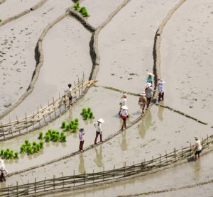 Climate change research predicts rice yields to fall and arsenic to rise