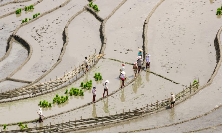 Climate change research predicts rice yields to fall and arsenic to rise