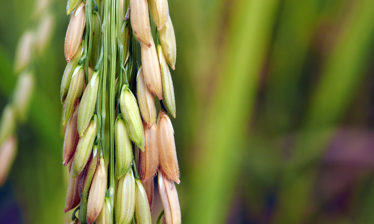 Crop data patterns reveal new insight about plants and their environments