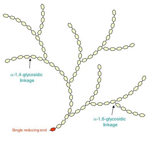 Figure 2: Branched structure of amylopectin