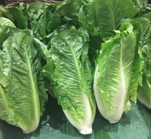 romaine