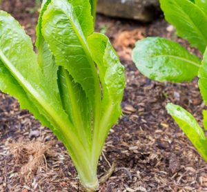 E. coli O157:H7 outbreak linked to romaine lettuce “appears to be over”