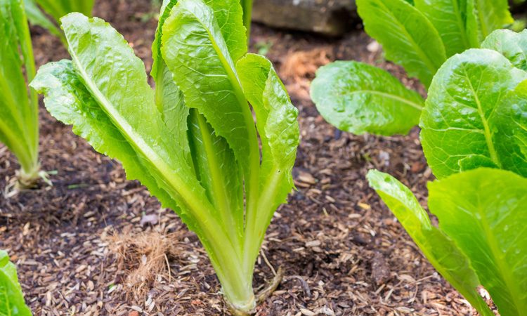 E. coli O157:H7 outbreak linked to romaine lettuce “appears to be over”