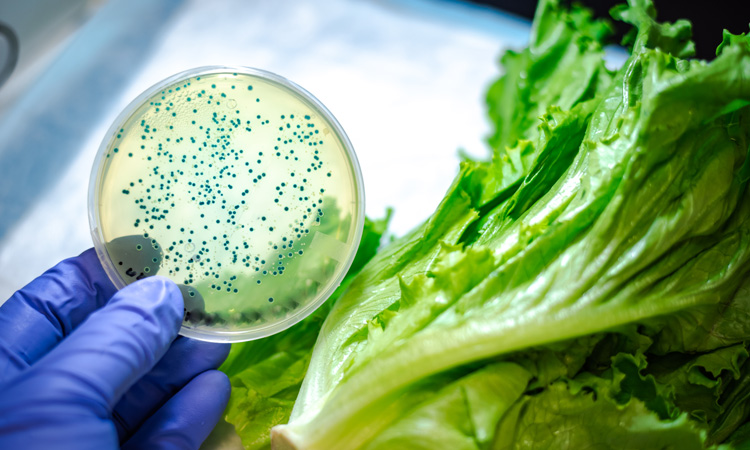 FDA provides update to romaine lettuce E. coli O157:H7 outbreak