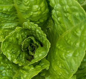 Romaine lettuce is being tested by the FDA