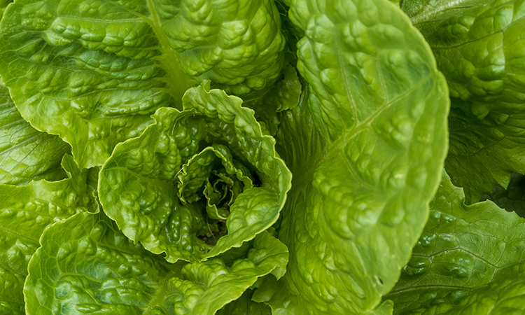 Romaine lettuce is being tested by the FDA