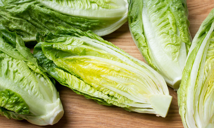 Romain lettuce is subject to ongoing recalls
