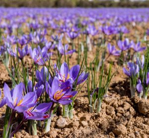 Study shows that saffron extract can reduce depression in adults