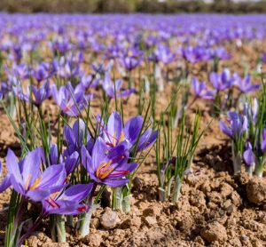 Study shows that saffron extract can reduce depression in adults