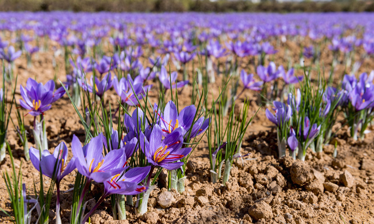 Study shows that saffron extract can reduce depression in adults