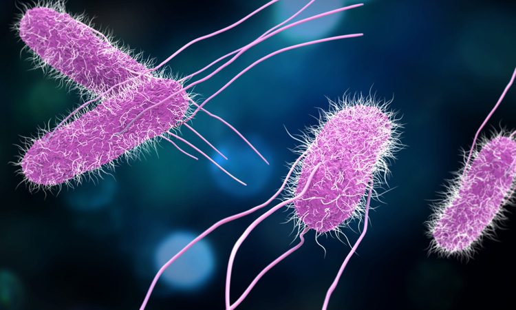 CDC report highlights Norovirus, Salmonella and restaurants as key