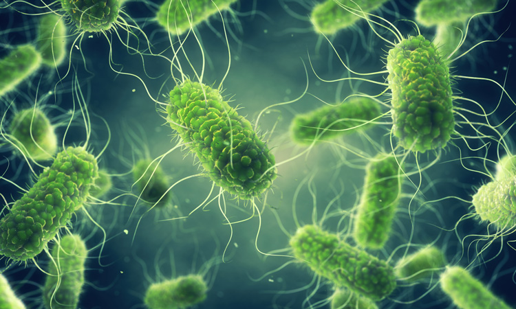 Salmonella Recorded As Most Common Cause Of Eu Foodborne Outbreaks