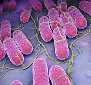 Scientists develop technique to rapidly detect salmonella in food