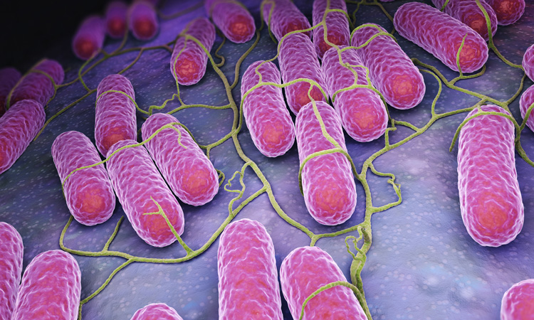 Scientists develop technique to rapidly detect salmonella in food