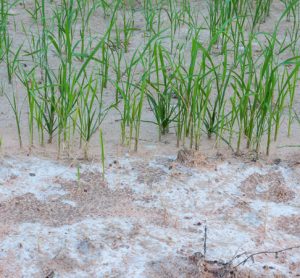 Scientists use bacteria to increase crop yield in salty soil