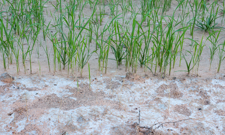 Scientists use bacteria to increase crop yield in salty soil