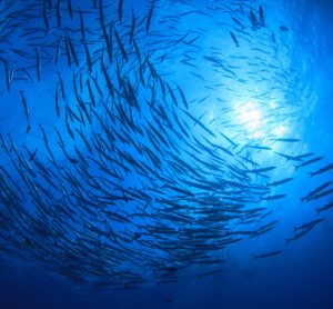 The ocean is uniquely positioned to contribute to food security, says paper