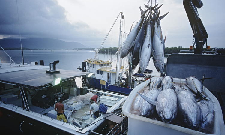 The truth behind seafood sustainability?