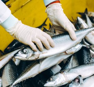FAO explores blockchain applications in seafood