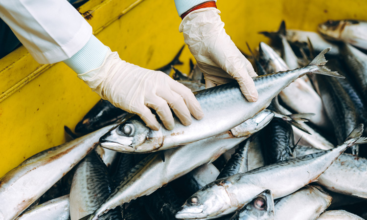 FAO explores blockchain applications in seafood