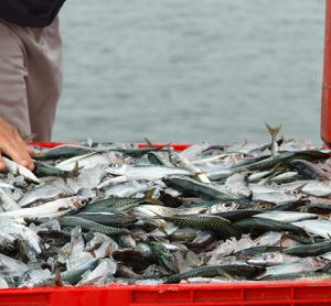 the seafood industry has been badly hit during the pandemic