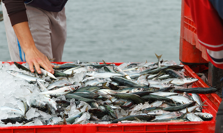 the seafood industry has been badly hit during the pandemic