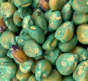 'Toxic' pesticide seed coatings widespread but under-reported, says study