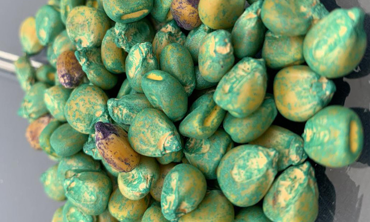 'Toxic' pesticide seed coatings widespread but under-reported, says study