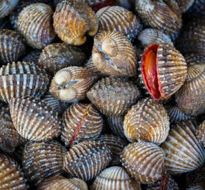 Warning issued about increased levels of toxins in shellfish