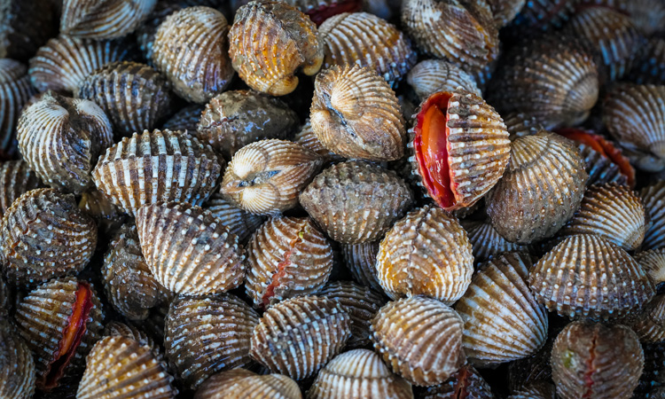 Warning issued about increased levels of toxins in shellfish