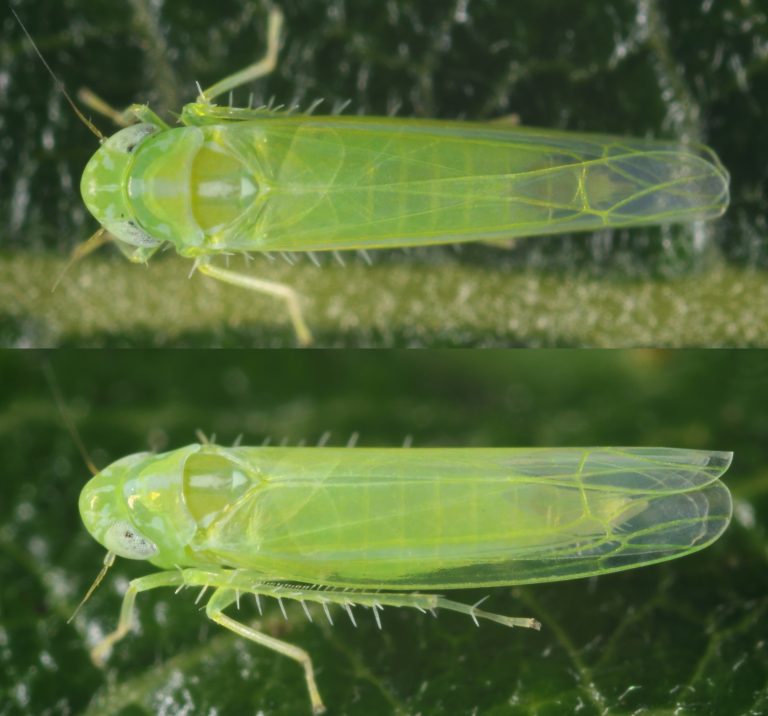 USDAARS develops leafhopper and droughtresistant bean