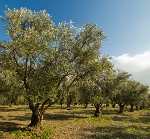 olive trees