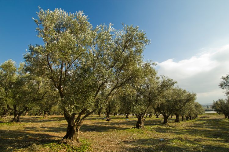 olive trees