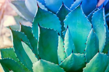 agave plant