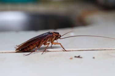 cockroach