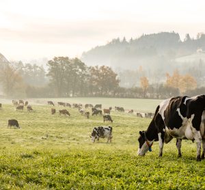 dairy farm