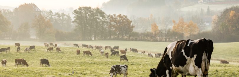 dairy farm