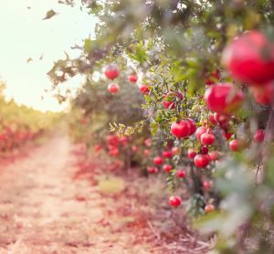 fruit tree